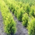 Thuja Occidentalis 'Golden Brabant' 80-100 